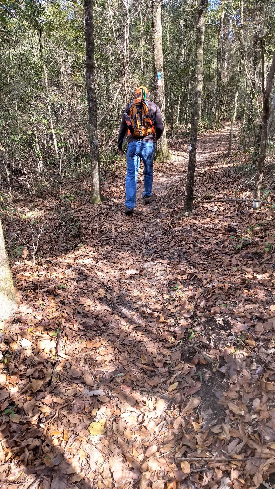 Hiking Jennings State Forest - Van Delicious